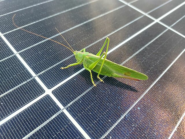 Eine Nahaufnahme von einem Heupferd auf einem Solarmodul.