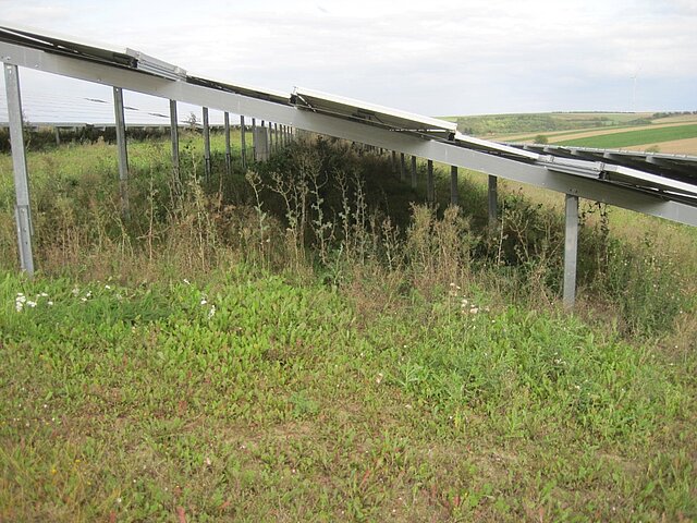 Vegetation unter den Solarmodulen im Solarpark Freimersheim.