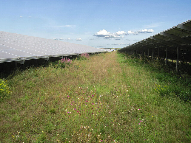 Vegetation zwischen den Solarmodulen des Solarparks Freimersheim.