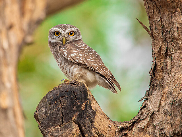 Eine Eule sitzt auf einem Baum und schaut in die Kamera.