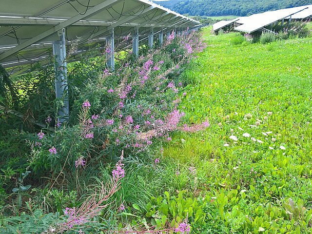 Wildblumen blühen und wachsen unter den Modulen von Solar-Anlagen.