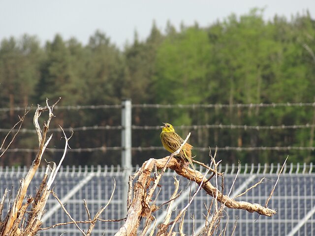 Ein Vogel sitzt auf einem Ast. Im Hintergrund ist grüner Wald zu sehen.
