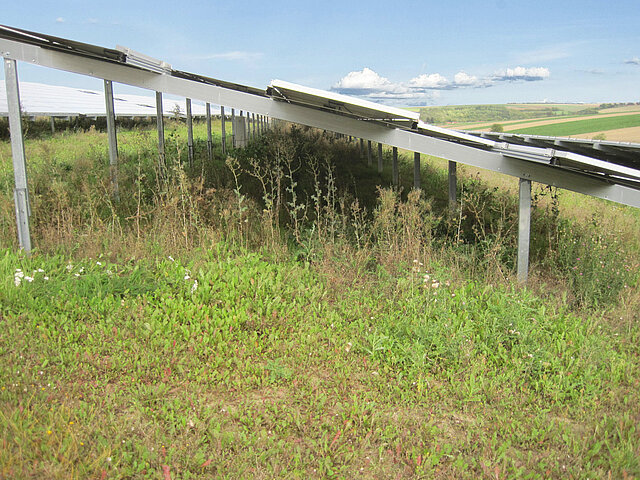 Vegetation unter den Solarmodulen im Solarpark Freimersheim.