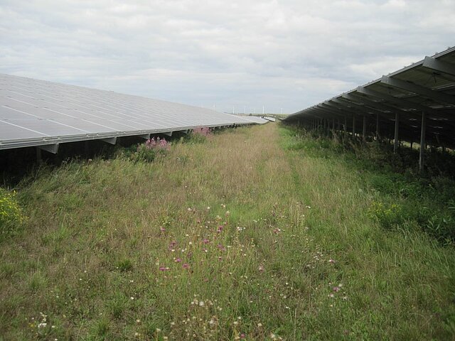 Vegetation zwischen den Solarmodulen des Solarparks Freimersheim.