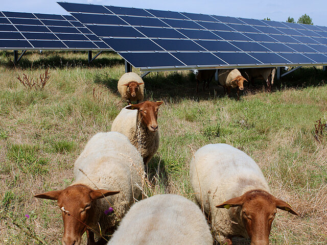 Schafe grasen in einem Solarpark. Die Module spenden ihnen zusätzlich Schatten.