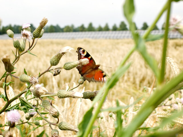 Ein Tagpfauenauge sitzt auf einer Wildblume, dahinter ist ein Gerstenfeld und eine Freiflächen-Solar-Anlage zu sehen.
