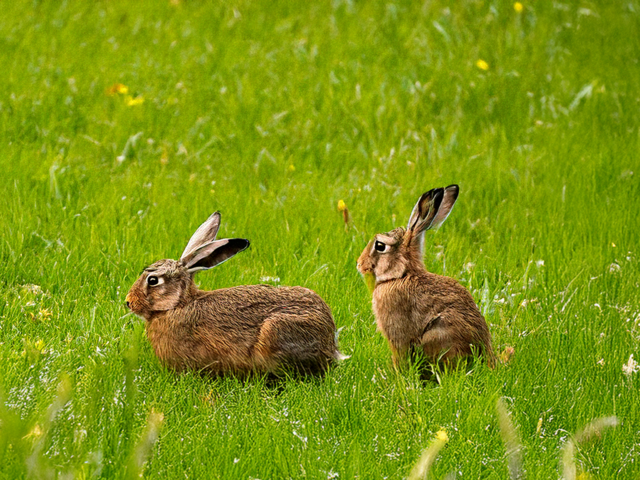 Feldhasen auf einer Wiese.