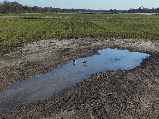 Zwei Vögel trinken auf einem Feld aus einer Pfütze.