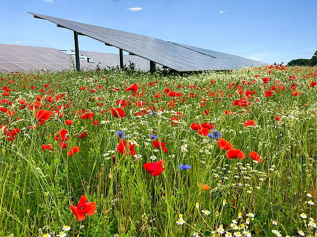 Eine blühende Wiese direkt unter Solarpanels.