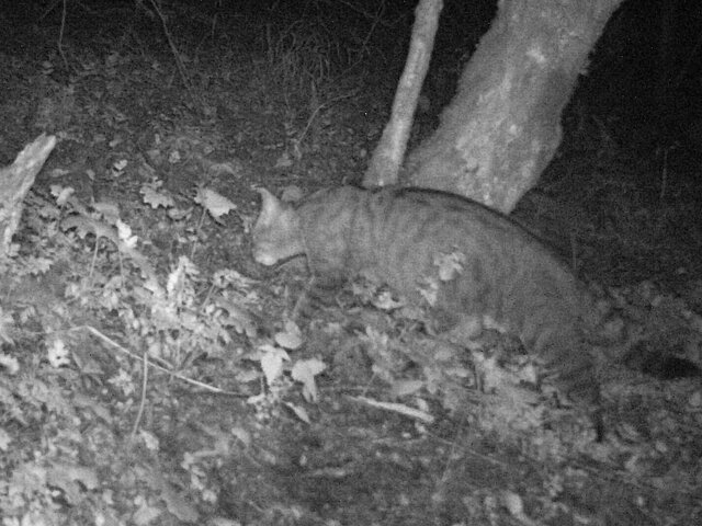 Eine Wildkatze schleicht um einen Baum.