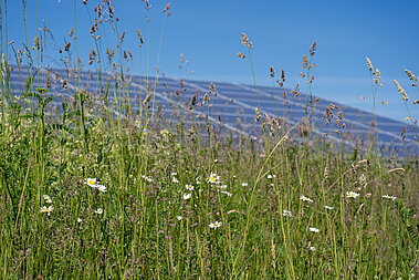 Eine Solar-Anlage im Hintergrund, davor stehen Wiesengräser.