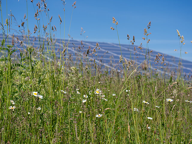 Eine Solar-Anlage im Hintergrund, davor stehen Wiesengräser.