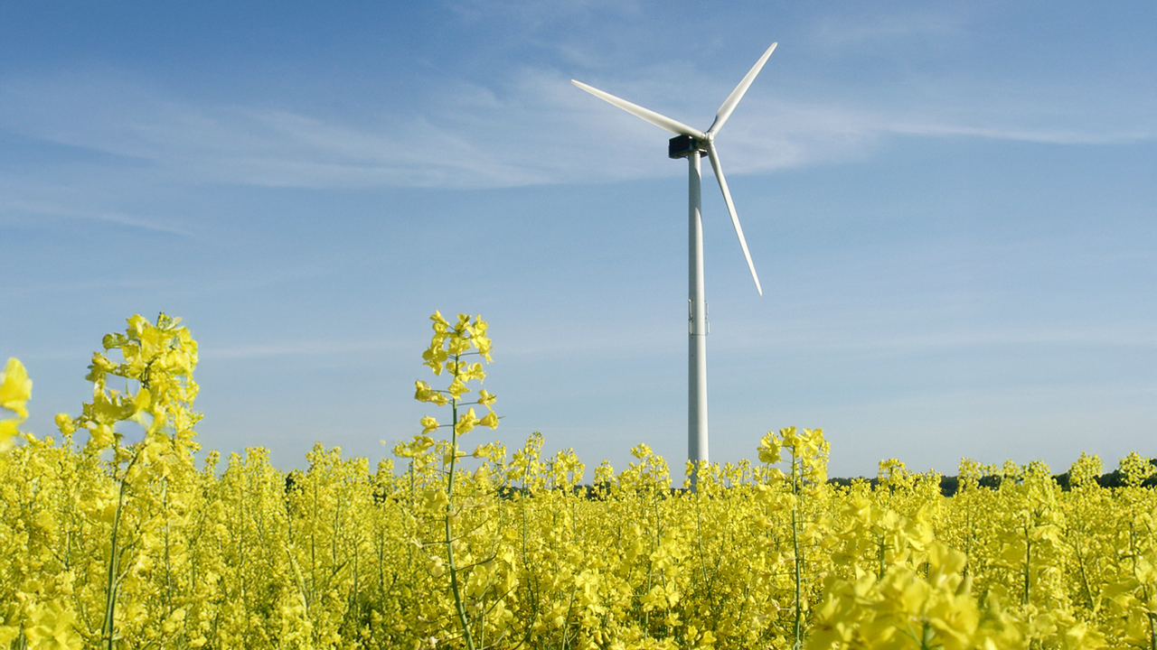 Windenergie-Anlage auf einem Rapsfeld.