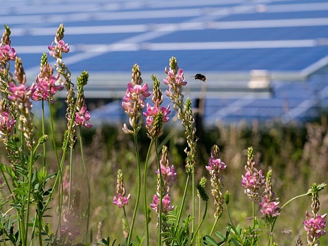 Im Vordergrund ist eine Biene und Pflanzen. Im Hintergrund sind Solarmodule zu sehen.