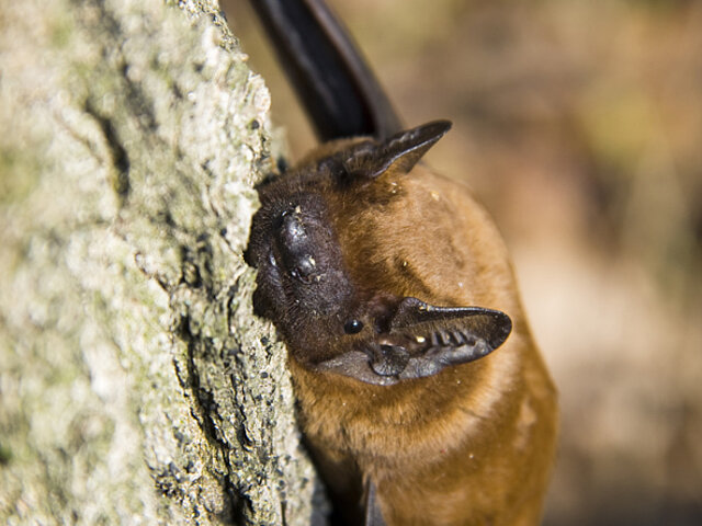 Eine Fledermaus hängt an einem Baum.
