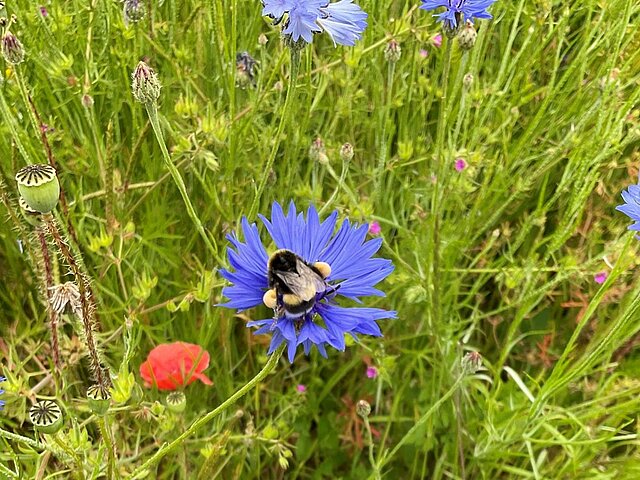 Eine Hummel sitzt in einer lilafarbenen Blüte.