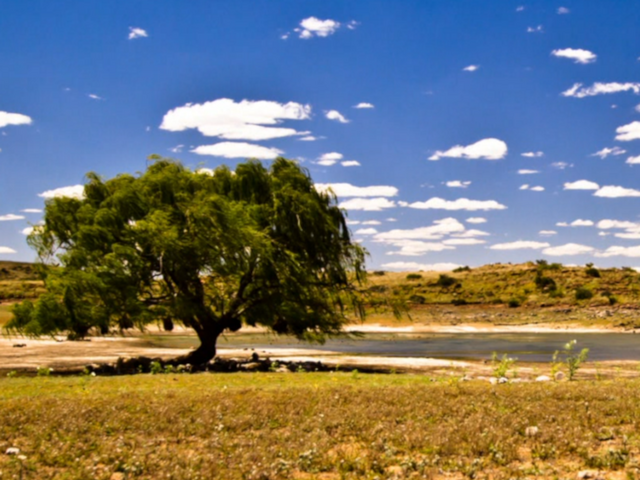 In the foreground, there is a tree. Right behind it, you can see a lake. The sun is shining, and the sky is blue.