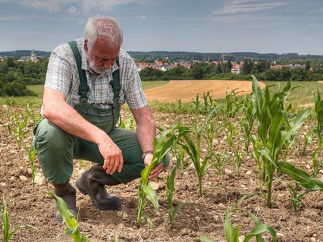 Ein Landwirt kniet vor seiner vertrockneten Maisernte.